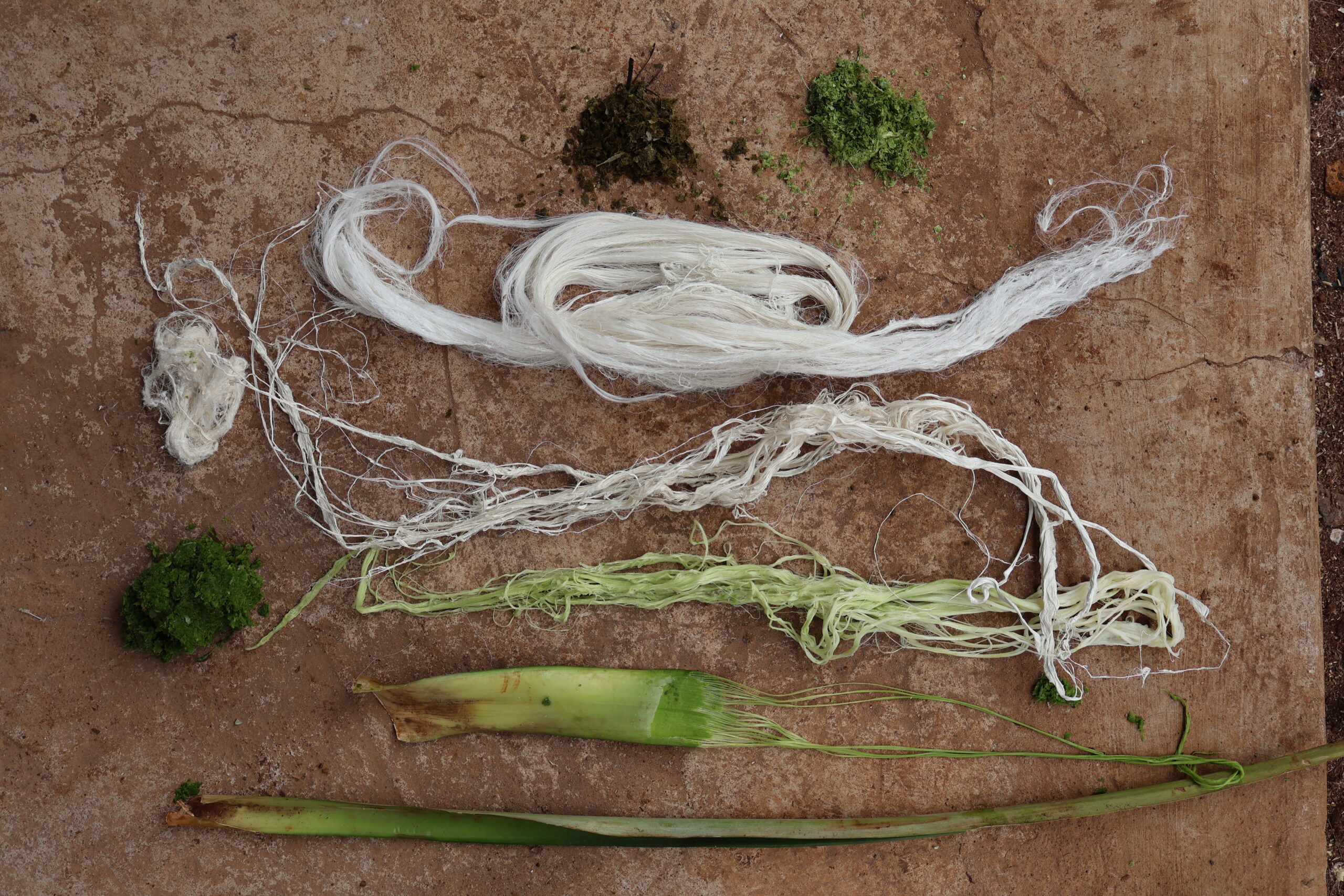 The outputs from each stage in the pineapple leaf decortication process, including wet and dry fibre and silage (Photo Credit: Staci Warrington)